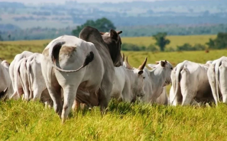 Arroba: Boi gordo decolando, cotações seguem em alta; confira os preços