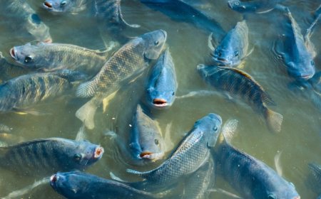 2025: Piscicultura brasileira supera 1 milhão de toneladas pela primeira vez