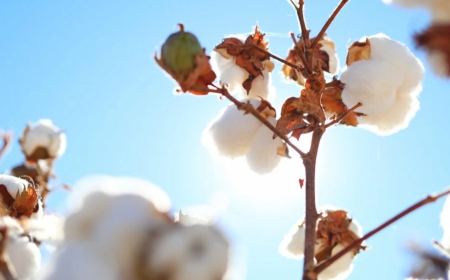 Oferta: Total de algodão sobe e sustenta projeção de exportações