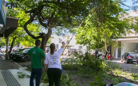 Pantanal: Corumbá inicia plano inédito de arborização urbana e reforça política ambiental estratégica