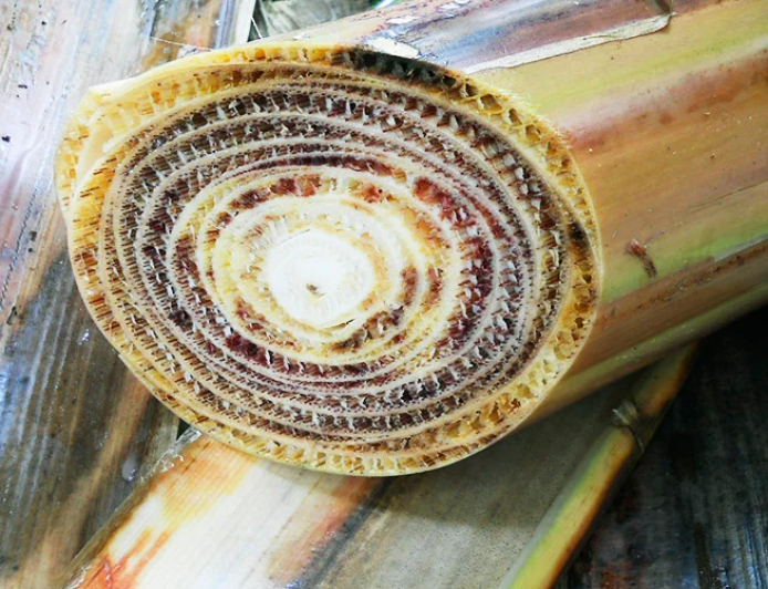 Livre: Conheça 13 pragas agrícolas que ainda não chegaram ao Brasil