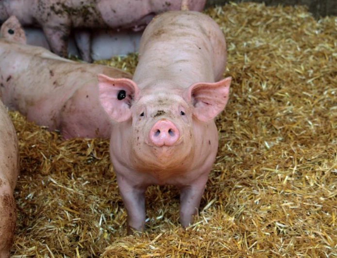 Expectativa: Suinocultura brasileira renova otimismo para 2026 graças a mercado doméstico maduro