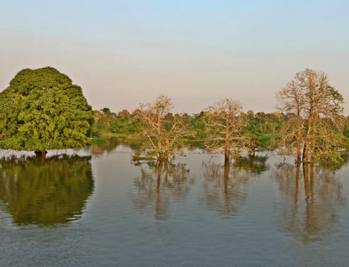Inovação: Fungo amazônico pode controlar doenças agrícolas e gerar novos antibióticos