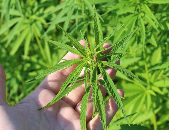 Expressivo: Importação de cannabis medicinal por brasileiros bate recorde em 2025