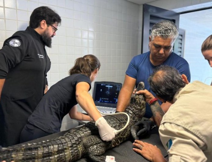 De biometria a ultrassom, jacarés do Bioparque Pantanal passam por check-up completo