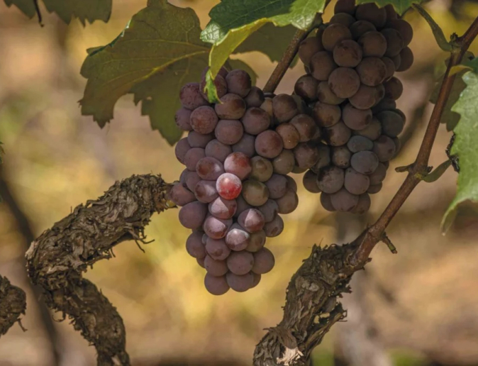 Variedades: Embrapa lança duas novas cultivares de uvas com foco em produtividade e resistência