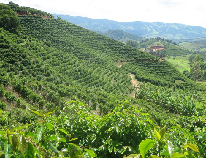 Preservação: Programa em Minas Gerais incentiva plantas de cobertura para recuperar solos do café
