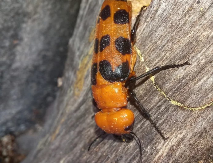 Alerta: Você conhece o besouro 'arrebenta-boi'? Veja o risco que ele representa