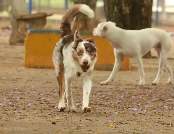 Alerta: Exposição a multidões no carnaval traz riscos à saúde dos animais