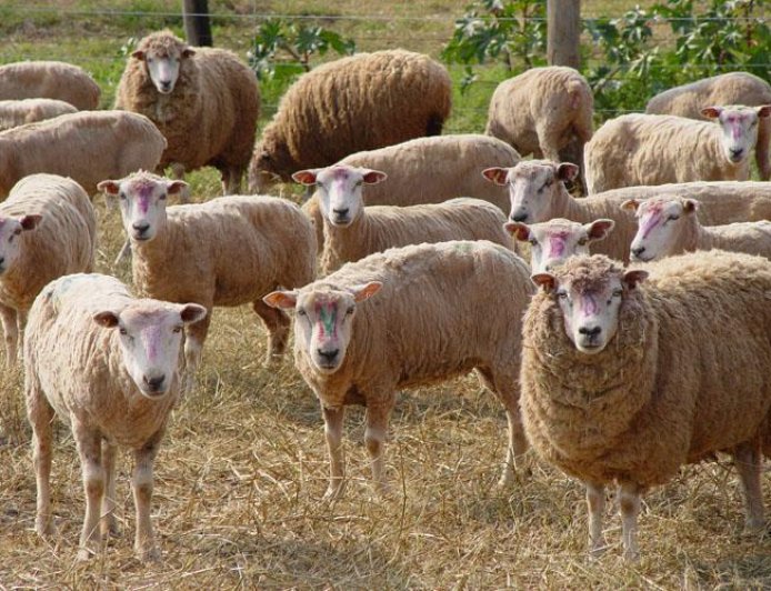 Elevação: Registro de ovinos cresce 5% e reflete valorização da lã, carne e derivados