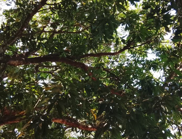 Tempo e temperatura: Quarta-feira é de Sol, variação de nebulosidade e previsão de chuvas em MS