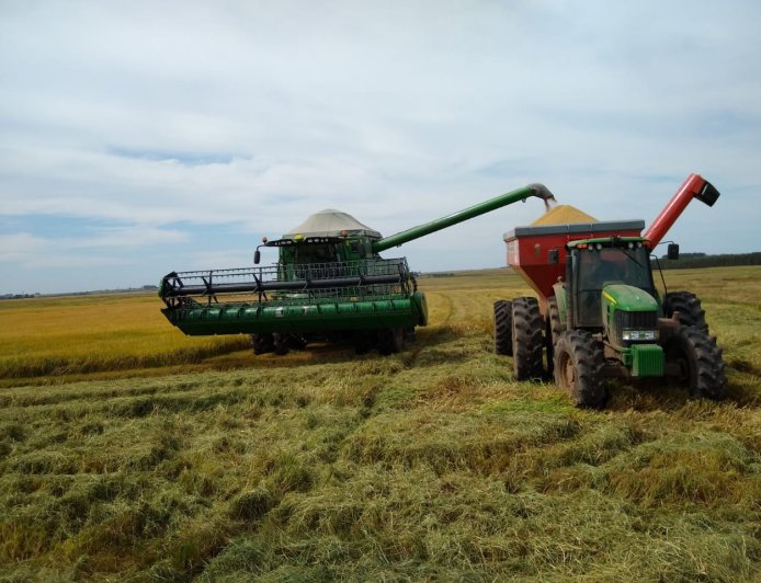 Dados: Colheita do arroz está no ritmo mais lento dos últimos cinco anos, indica Conab