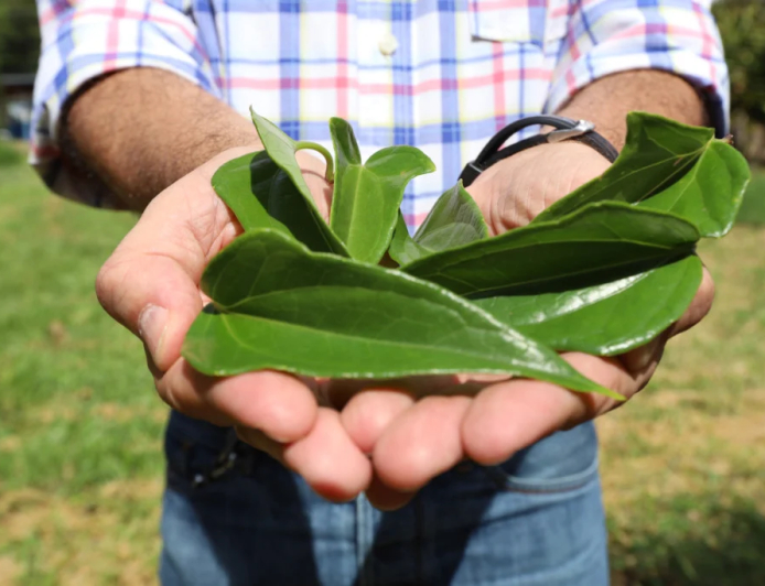 Fitoterápico: Anvisa publica novos documentos para registro de medicamentos feitos a partir de plantas