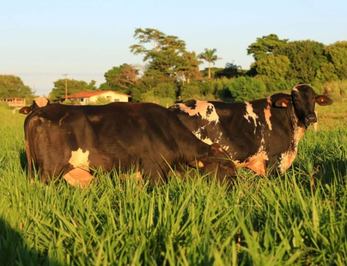 Leiteira: Girolando, cooperativas do Paraguai planejam importar embriões da raça