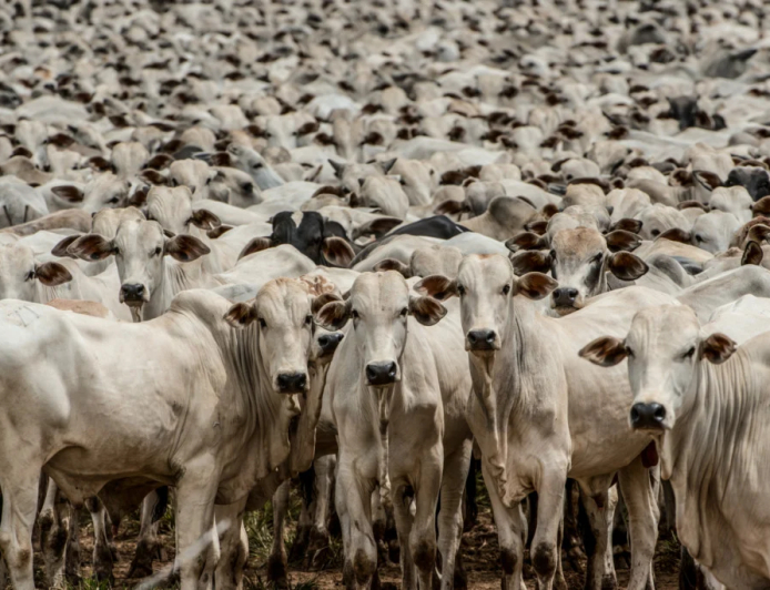 Mercado, União Europeia veta compra de carne brasileira a partir de setembro