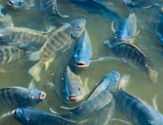 2025: Piscicultura brasileira supera 1 milhão de toneladas pela primeira vez