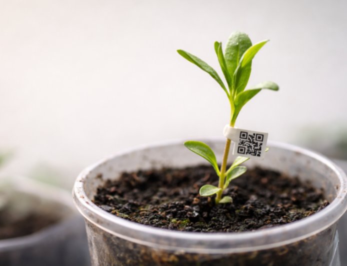 Fiscalização: IMA estabelece novas exigências para comércio ambulante de mudas; veja o que mudou