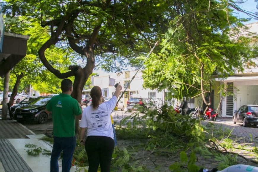Pantanal: Corumbá inicia plano inédito de arborização urbana e reforça política ambiental estratégica