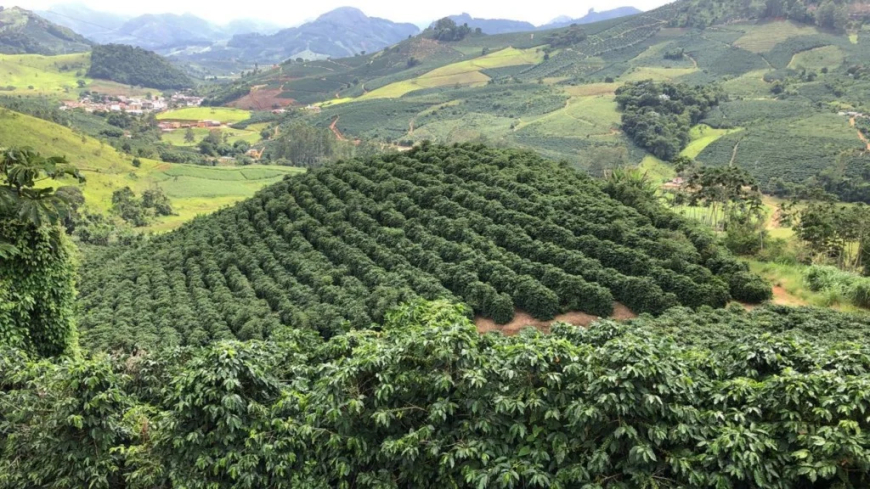 Variação: Volátil, mercado de café começa 2026 de olho na safra do Brasil