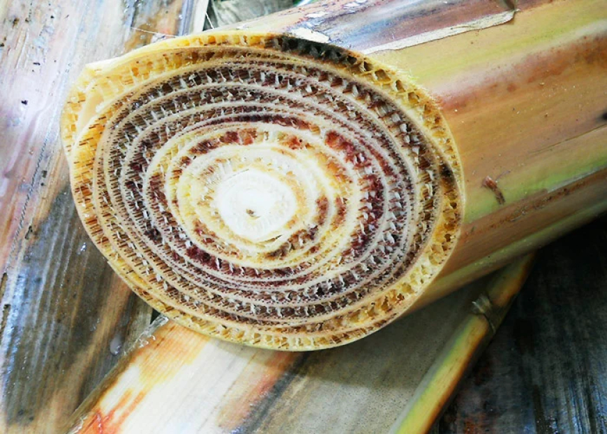 Livre: Conheça 13 pragas agrícolas que ainda não chegaram ao Brasil