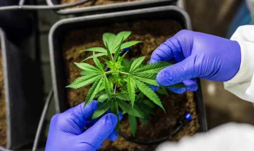 Valendo: Anvisa publica regras para produção e pesquisa de cannabis medicinal no Brasil