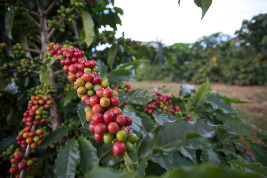 Produção: Conab prevê colheita recorde de café com crescimento de 17,1% em 2026