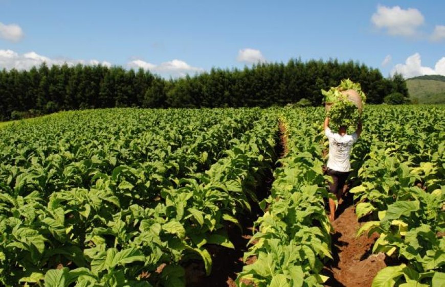 Inovação: Safra 25/26 de tabaco usará 23 mil toneladas de fertilizante reciclado