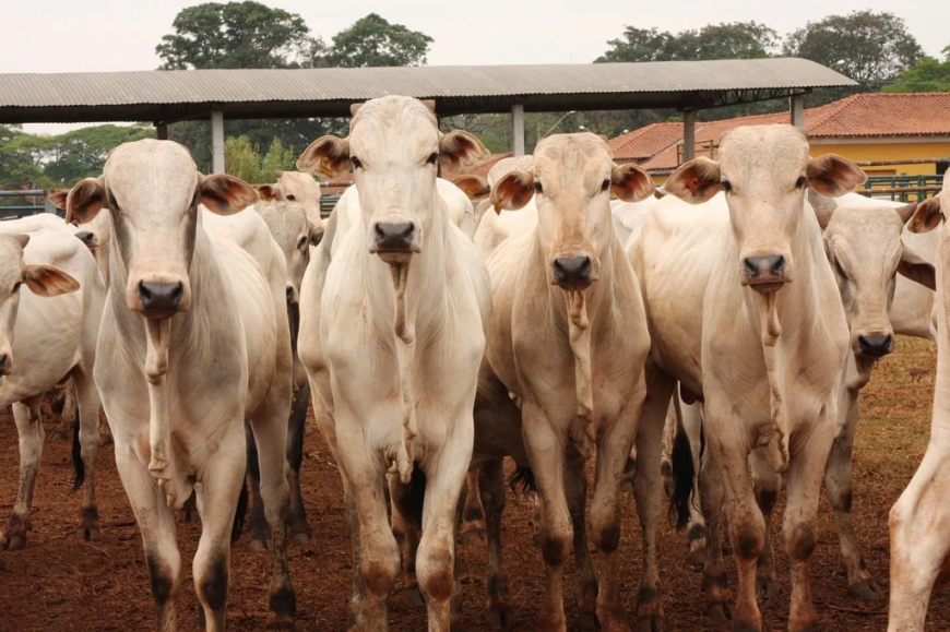 Movimentação: Exportações aquecidas devem manter arroba do boi gordo em alta?