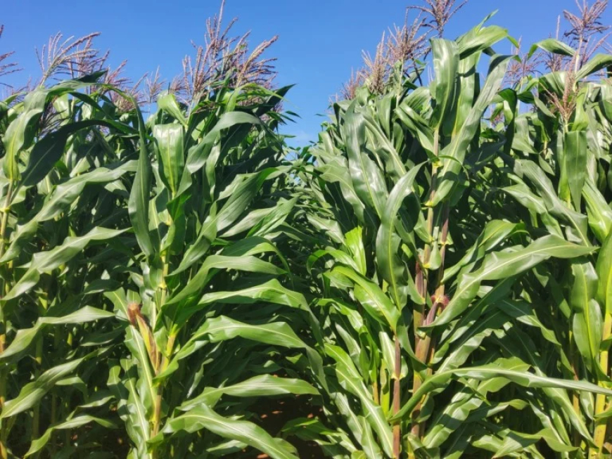 Alta produtividade: Nova cultivar de milho branco será lançada no Show Rural 2026