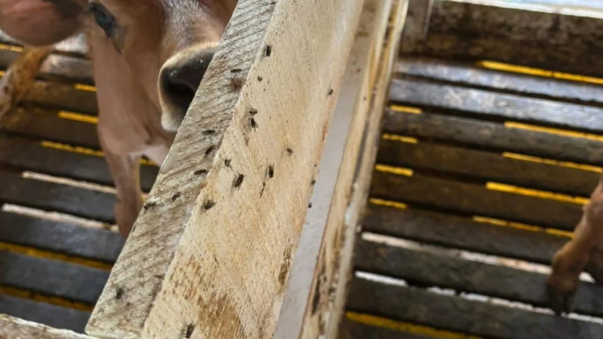 Prevenção: Mosca doméstica pode ameaçar produtividade do gado; veja como combater
