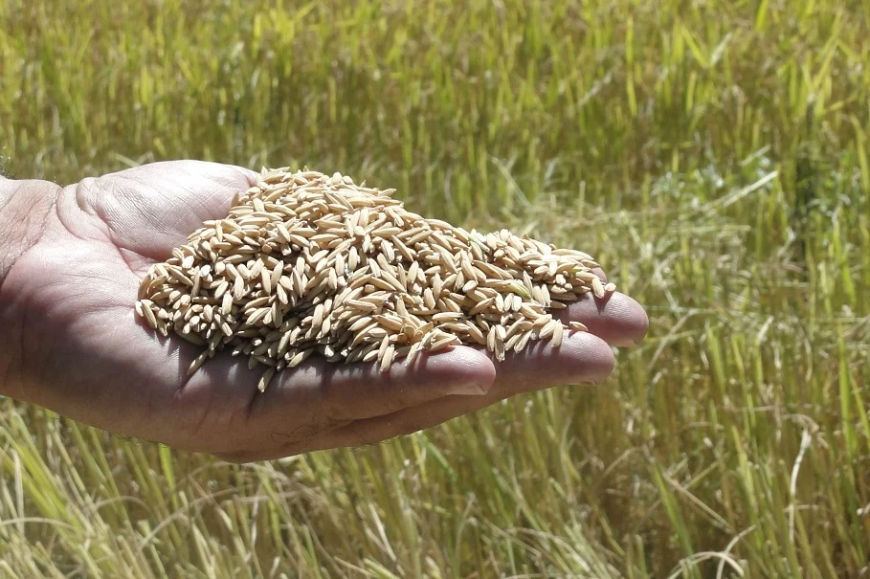 Cereal: Arroz no RS deve ter rendimento de 175 sacas/ha mesmo com altas temperaturas, diz Emater