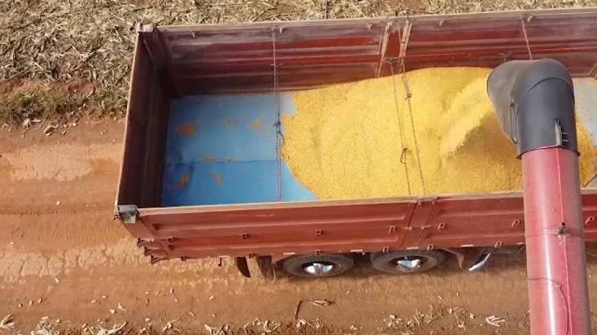 Expectativa: Conab eleva estimativa da produção de soja para 178 milhões de t