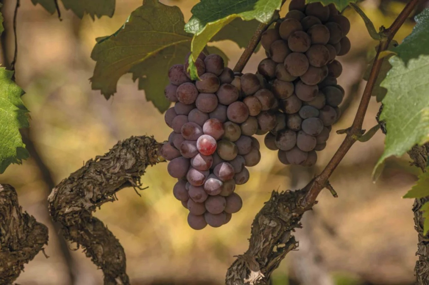 Variedades: Embrapa lança duas novas cultivares de uvas com foco em produtividade e resistência