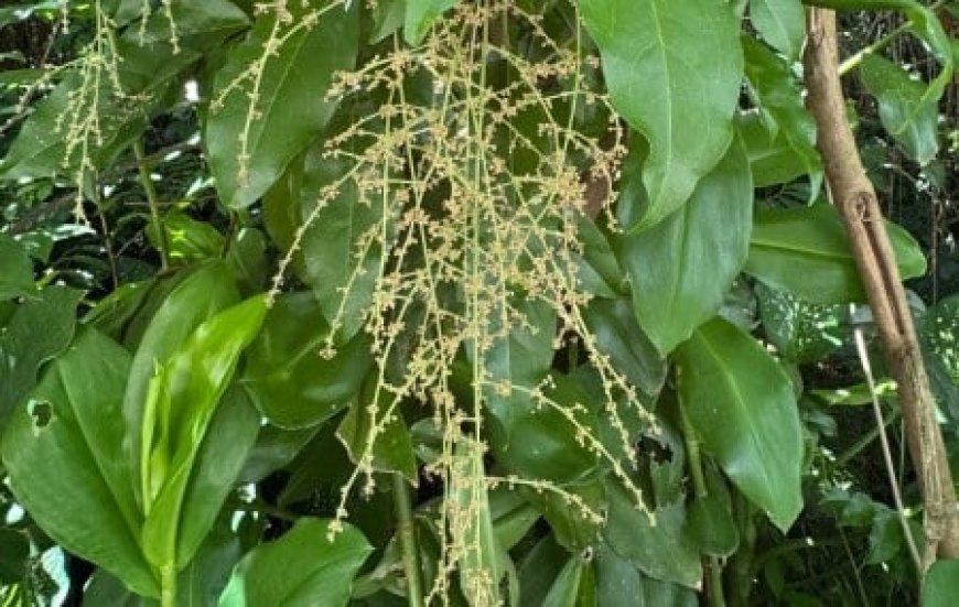 Tecnologia: Biossensor desenvolvido na UFSCar acelera triagem de plantas para controle de pragas