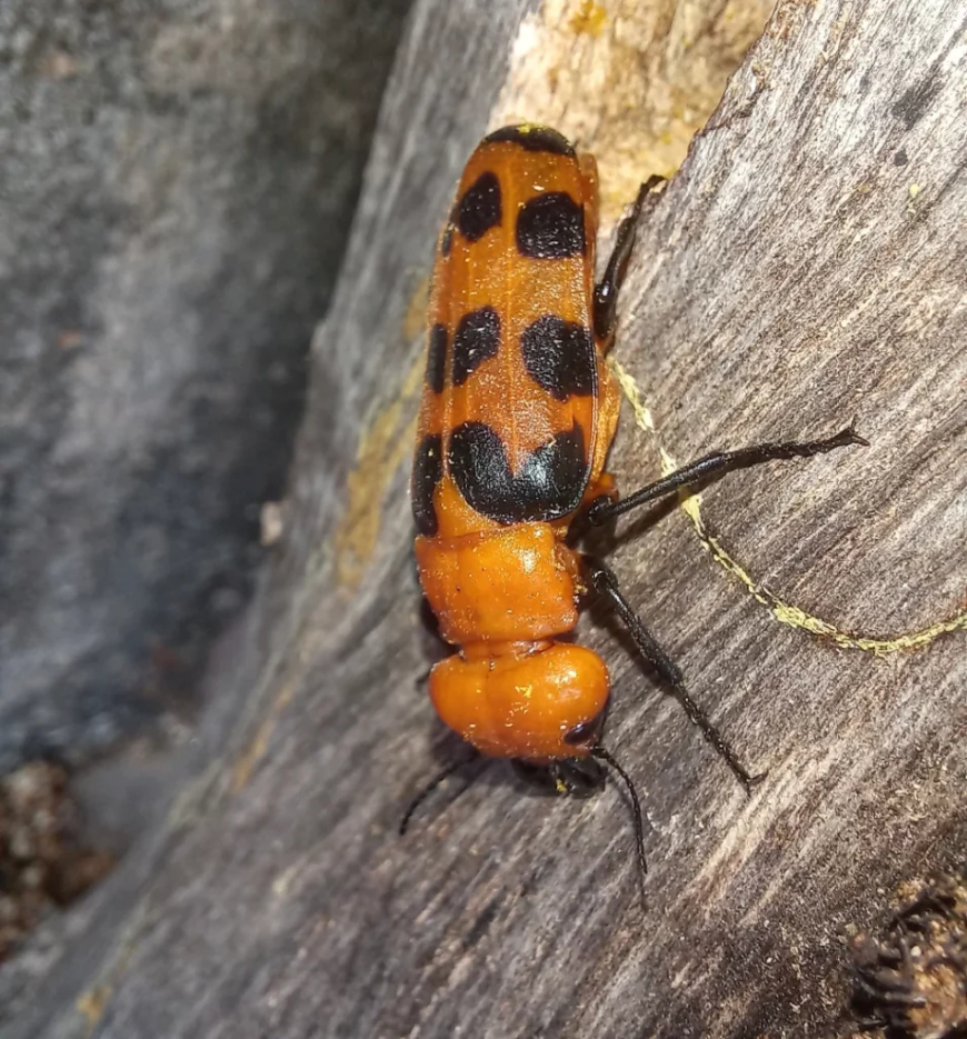 Alerta: Você conhece o besouro 'arrebenta-boi'? Veja o risco que ele representa