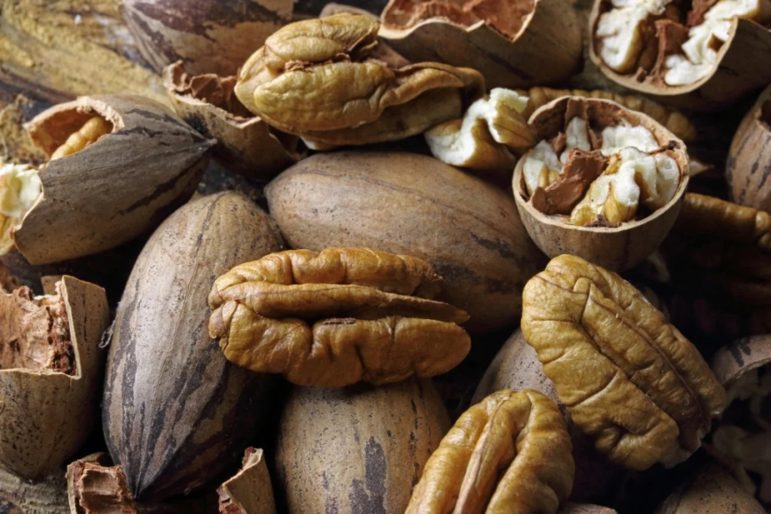 Dados: Safra brasileira de noz-pecã pode chegar a 7 mil toneladas em 2026