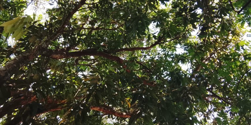 Tempo e temperatura: Quarta-feira é de Sol, variação de nebulosidade e previsão de chuvas em MS