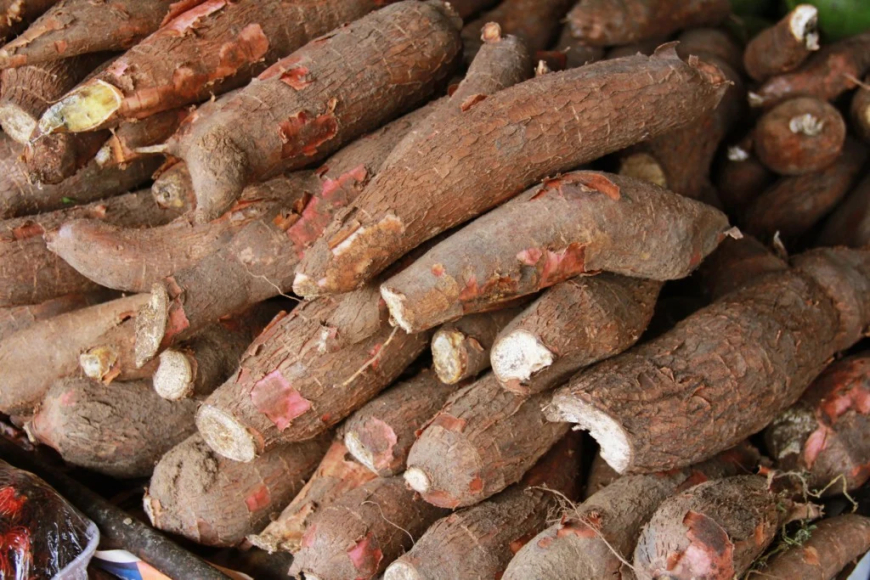 Alta: Mandioca registra crescimento de 83% no valor da produção e supera média nacional em Goiás