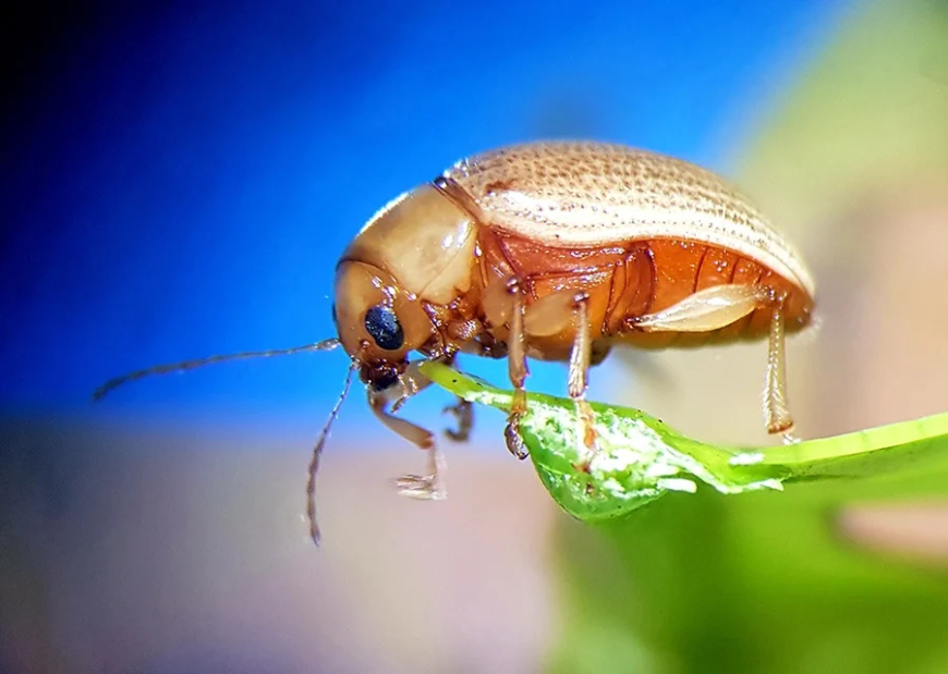 Direto: Canal exclusivo para notificação de suspeitas de novas pragas é criado pelo Mapa