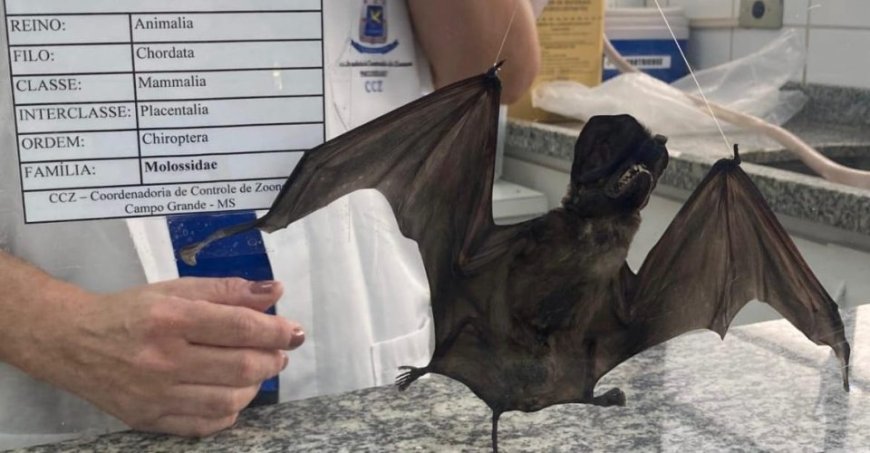 Alerta: Campo Grande confirma terceiro caso de raiva em morcegos e reforça importância da vacinação