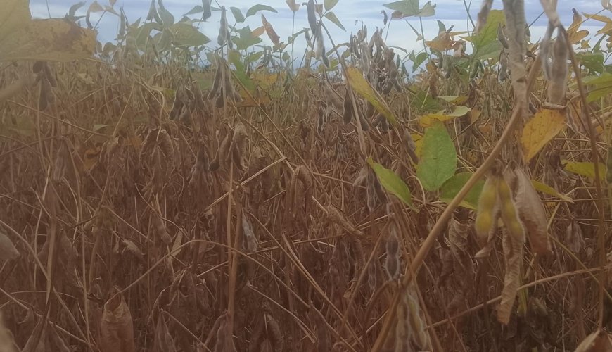 Oleaginosa: EUA sinalizam mais soja e menos milho em 26/27