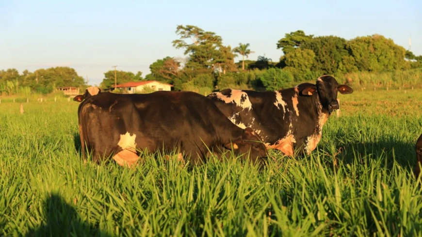 Leiteira: Girolando, cooperativas do Paraguai planejam importar embriões da raça