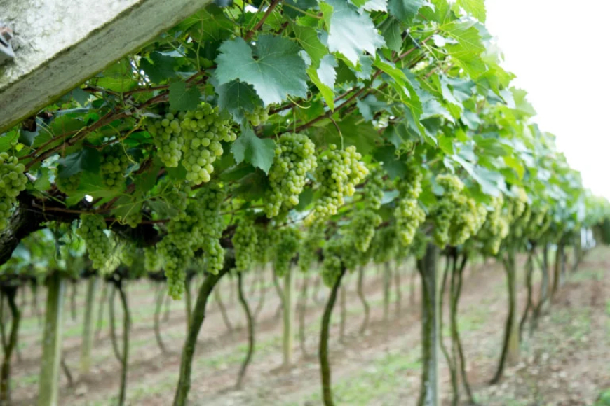 Tecnologia: Vinícola projeta safra 40% maior de uva brasileira desenvolvida pela Embrapa