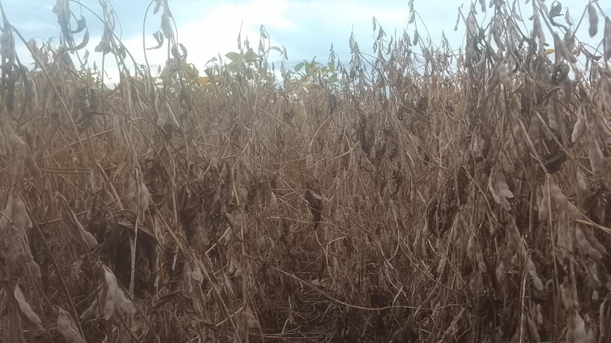 Saca 60 kg: Saiba como ficaram as cotações de soja na última terça-feira do mês