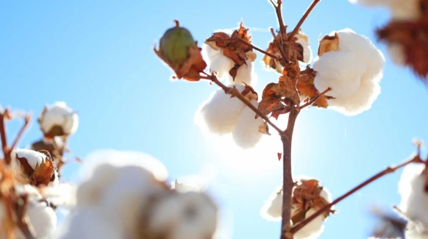 Oferta: Total de algodão sobe e sustenta projeção de exportações