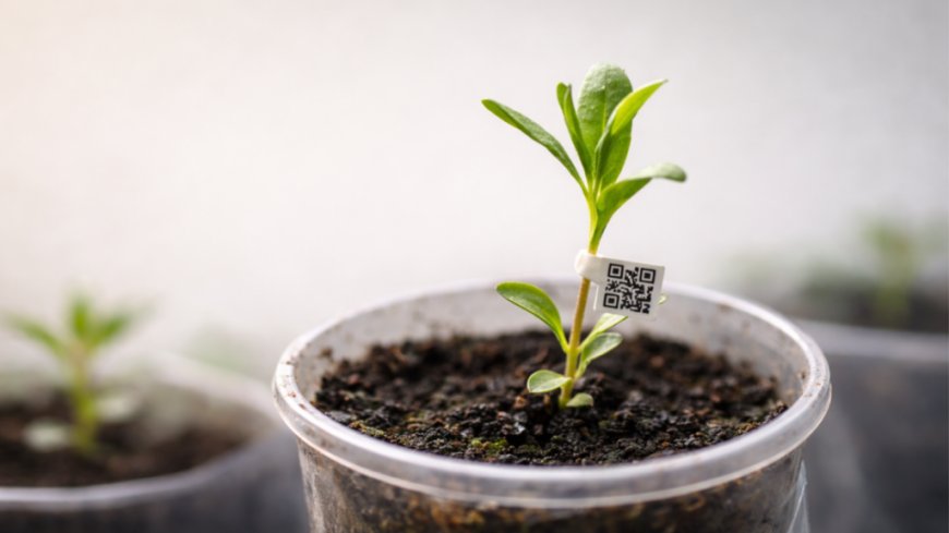 Fiscalização: IMA estabelece novas exigências para comércio ambulante de mudas; veja o que mudou