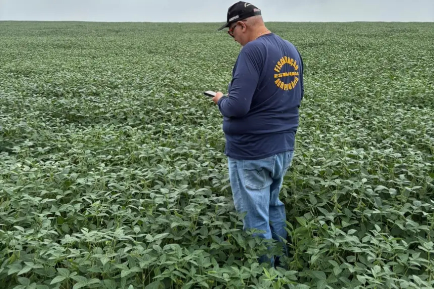 Atenção: Prazo para atualização cadastral da safra de soja 25/26 se aproxima do encerramento