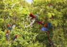 Com biodiversidade única, turismo e conservação no Pantanal e em Bonito atraem olhares do mundo todo