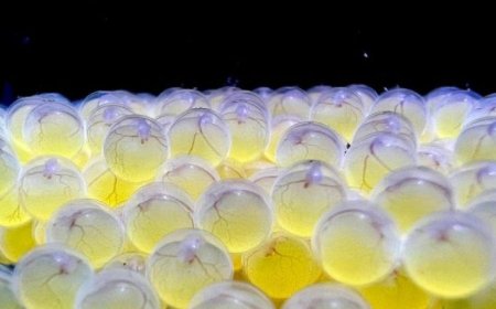 Bioparque alcança 100ª reprodução e se consolida como maior banco genético vivo de água doce do mundo