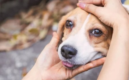 Feira de adoção da Subea busca lar para cães resgatados de maus-tratos neste domingo (08)